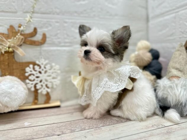 岡山県のハーフ犬・ミックス犬 (ワンキャラット アミーゴ岡南店/2025年9月11日生まれ/女の子/ホワイトフォーン)の子犬の3枚目の画像