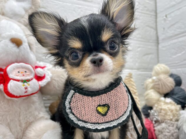 岡山県のチワワ(ロング) (ワンキャラット アミーゴ岡南店/2025年8月15日生まれ/男の子/ブラックタンホワイト)の子犬の1枚目の画像