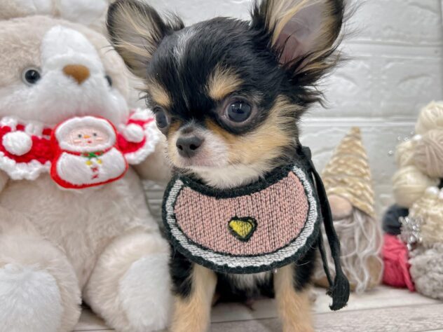 岡山県のチワワ(ロング) (ワンキャラット アミーゴ岡南店/2025年8月15日生まれ/男の子/ブラックタンホワイト)の子犬の2枚目の画像