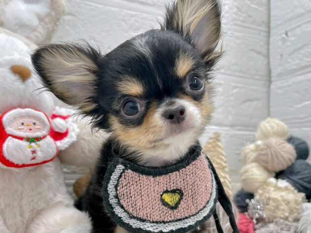 岡山県のチワワ(ロング) (ワンキャラット アミーゴ岡南店/2025年8月15日生まれ/男の子/ブラックタンホワイト)の子犬の3枚目の画像