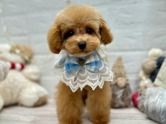 岡山県のトイプードル(トイ) (ワンキャラット アミーゴ岡南店/2025年7月31日生まれ/男の子/オレンジフォーン)の子犬の1枚目の画像