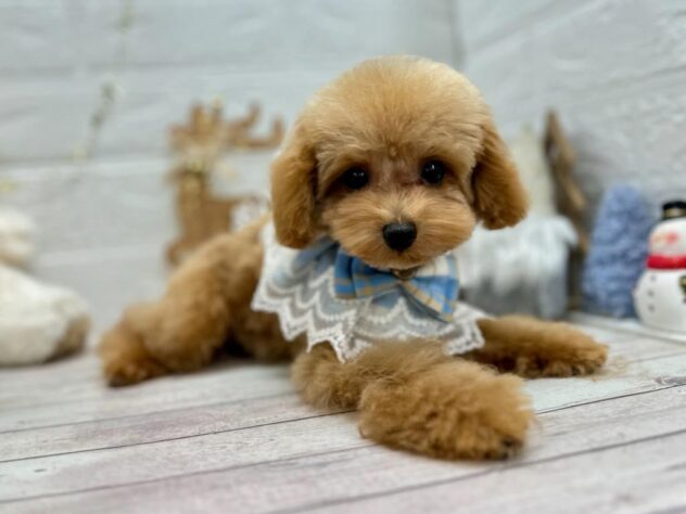 岡山県のトイプードル(トイ) (ワンキャラット アミーゴ岡南店/2025年7月31日生まれ/男の子/オレンジフォーン)の子犬の3枚目の画像