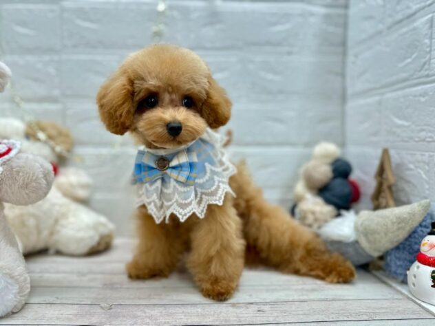 岡山県のトイプードル(トイ) (ワンキャラット アミーゴ岡南店/2025年7月31日生まれ/男の子/オレンジフォーン)の子犬の2枚目の画像