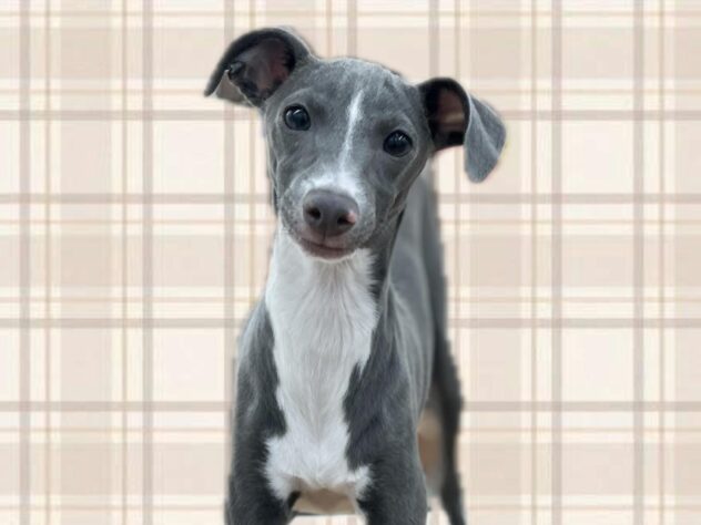 岡山県のイタリアングレーハウンド (ワンキャラット アミーゴ岡南店/2025年6月15日生まれ/男の子/ブルーホワイト)の子犬の1枚目の画像