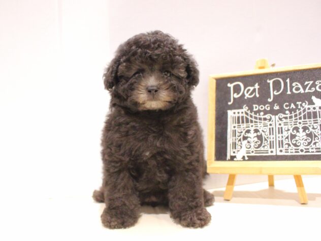 兵庫県のトイプードル(トイ) (ペット・プラザ アミーゴつかしん店/2025年9月8日生まれ/女の子/グレー(旧シルバー))の子犬の1枚目の画像