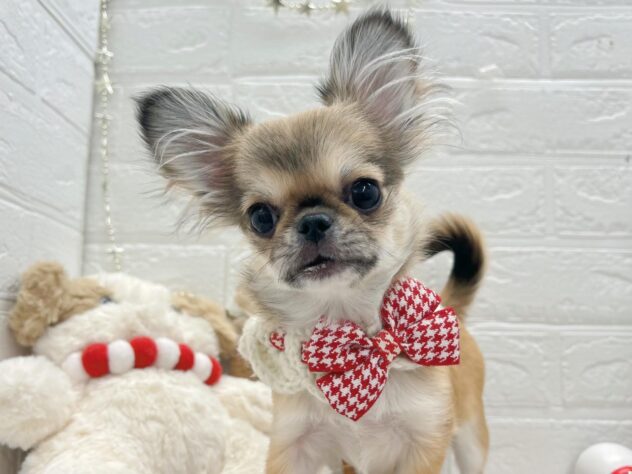 岡山県のハーフ犬・ミックス犬 (ワンキャラット アミーゴ岡南店/2025年7月16日生まれ/女の子/フォーン)の子犬の1枚目の画像