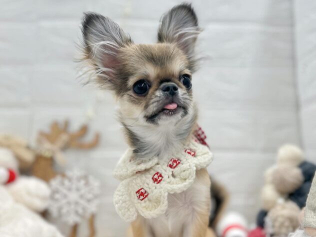 岡山県のハーフ犬・ミックス犬 (ワンキャラット アミーゴ岡南店/2025年7月16日生まれ/女の子/フォーン)の子犬の2枚目の画像