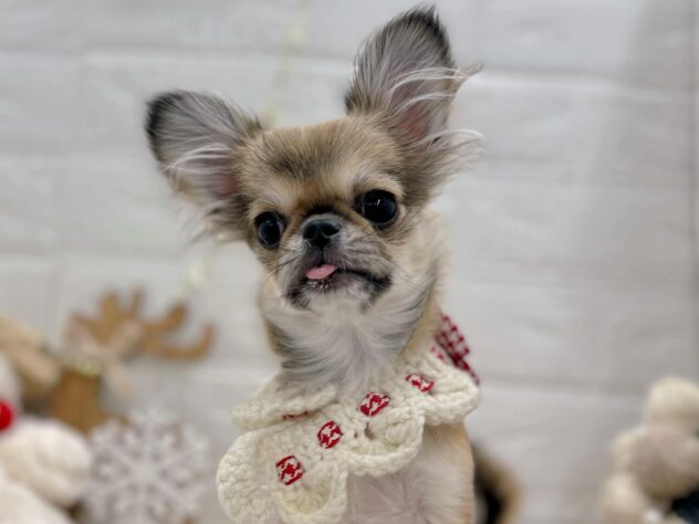 岡山県のハーフ犬・ミックス犬 (ワンキャラット アミーゴ岡南店/2025年7月16日生まれ/女の子/フォーン)の子犬の3枚目の画像