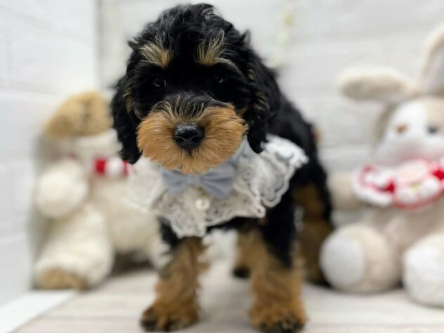 岡山県のハーフ犬・ミックス犬 (ワンキャラット アミーゴ岡南店/2025年10月1日生まれ/男の子/ブラックタン)の子犬