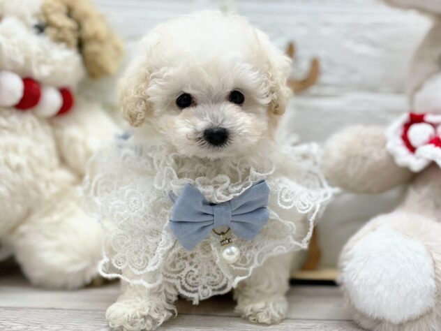 岡山県のトイプードル(トイ) (ワンキャラット アミーゴ岡南店/2025年10月2日生まれ/男の子/06 ホワイト系)の子犬の1枚目の画像