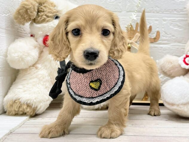 岡山県のミニチュアダックスフンド(ロング) (ワンキャラット アミーゴ岡南店/2025年9月30日生まれ/女の子/イエロー)の子犬の1枚目の画像