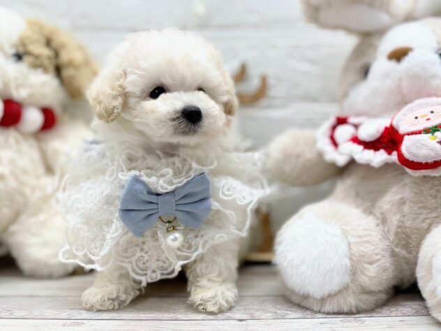 岡山県のトイプードル(トイ) (ワンキャラット アミーゴ岡南店/2025年10月2日生まれ/男の子/06 ホワイト系)の子犬の2枚目の画像