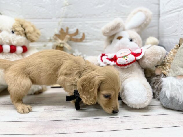 岡山県のミニチュアダックスフンド(ロング) (ワンキャラット アミーゴ岡南店/2025年9月30日生まれ/女の子/イエロー)の子犬の2枚目の画像