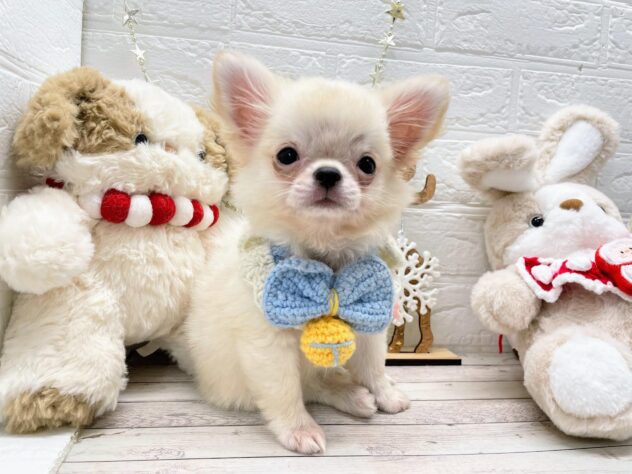 岡山県のチワワ(ロング) (ワンキャラット アミーゴ岡南店/2025年8月29日生まれ/男の子/クリーム)の子犬の2枚目の画像