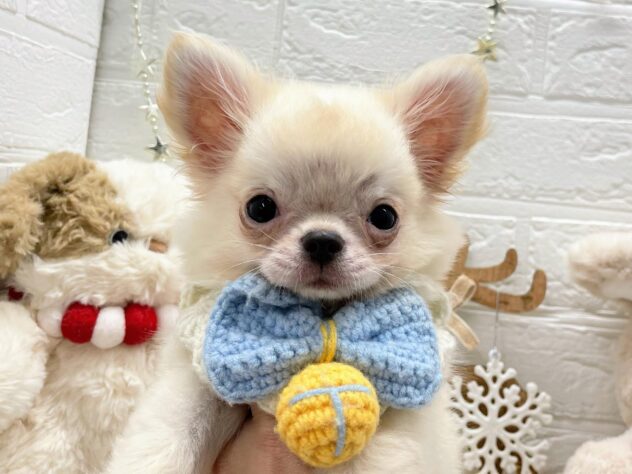 岡山県のチワワ(ロング) (ワンキャラット アミーゴ岡南店/2025年8月29日生まれ/男の子/クリーム)の子犬の1枚目の画像