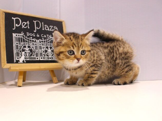 兵庫県のブリティッシュショートヘアー (ペット・プラザ アミーゴつかしん店/2025年9月8日生まれ/女の子/ブラウンマッカレルタビー)の子猫の3枚目の画像