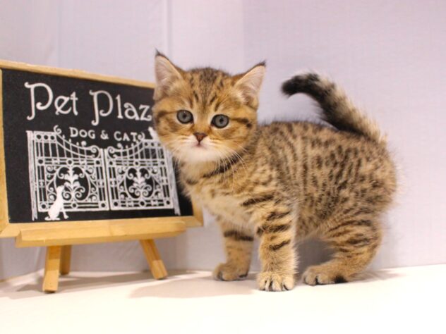 兵庫県のブリティッシュショートヘアー (ペット・プラザ アミーゴつかしん店/2025年9月8日生まれ/女の子/ブラウンマッカレルタビー)の子猫の2枚目の画像