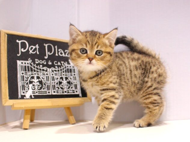 兵庫県のブリティッシュショートヘアー (ペット・プラザ アミーゴつかしん店/2025年9月8日生まれ/女の子/ブラウンマッカレルタビー)の子猫の1枚目の画像