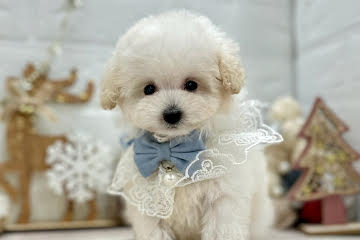 岡山県のトイプードル(トイ) (ワンキャラット アミーゴ岡南店/2025年10月2日生まれ/男の子/06 ホワイト系)の子犬の1枚目の画像