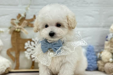 岡山県のトイプードル(トイ) (ワンキャラット アミーゴ岡南店/2025年10月2日生まれ/男の子/06 ホワイト系)の子犬の2枚目の画像