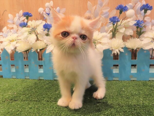 兵庫県のエキゾチックショートヘアー (アミーゴ伊丹店/2025年10月1日生まれ/男の子/レッドホワイト)の子猫の3枚目の画像