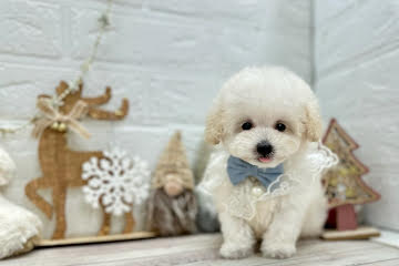 岡山県のトイプードル(トイ) (ワンキャラット アミーゴ岡南店/2025年10月2日生まれ/男の子/06 ホワイト系)の子犬の3枚目の画像