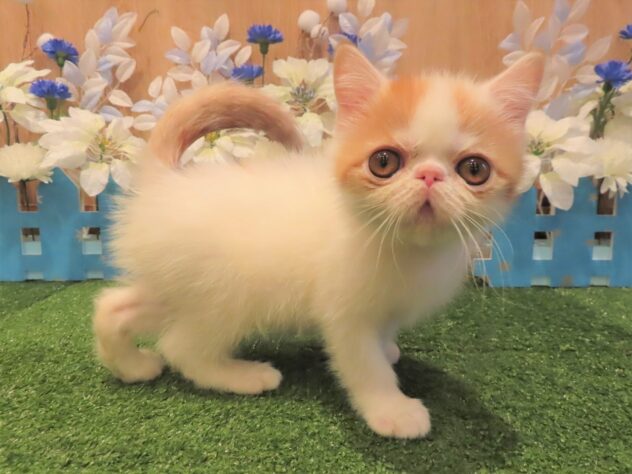 兵庫県のエキゾチックショートヘアー (アミーゴ伊丹店/2025年10月1日生まれ/男の子/レッドホワイト)の子猫の1枚目の画像