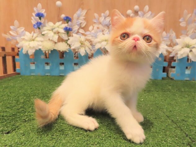 兵庫県のエキゾチックショートヘアー (アミーゴ伊丹店/2025年10月1日生まれ/男の子/レッドホワイト)の子猫の2枚目の画像