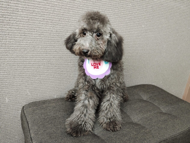 愛媛県のトイプードル(トイ) (アミーゴ新居浜店/2025年4月12日生まれ/男の子/シルバー)の子犬の3枚目の画像