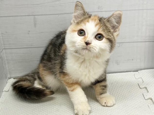 愛媛県のミヌエット (アミーゴ新居浜店/2025年7月10日生まれ/女の子/ブラウンパッチドタビーホワイト)の子猫の4枚目の画像