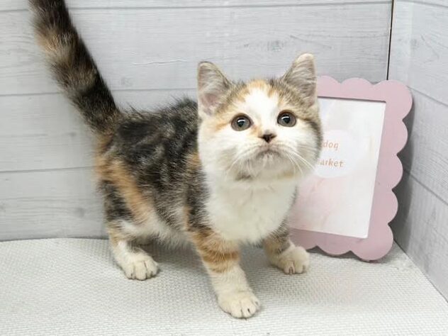 愛媛県のミヌエット (アミーゴ新居浜店/2025年7月10日生まれ/女の子/ブラウンパッチドタビーホワイト)の子猫の3枚目の画像