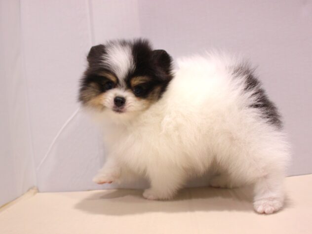 兵庫県のポメラニアン (ペット・プラザ アミーゴつかしん店/2025年9月6日生まれ/女の子/ブラックタンホワイト)の子犬の2枚目の画像