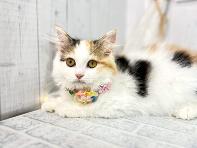 香川県のミヌエット (ワンキャラット アミーゴ屋島店/2025年8月16日生まれ/女の子/ブラウンパッチドタビーホワイト)の子猫の2枚目の画像