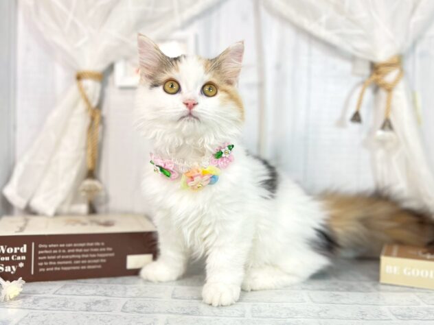 香川県のミヌエット (ワンキャラット アミーゴ屋島店/2025年8月16日生まれ/女の子/ブラウンパッチドタビーホワイト)の子猫の1枚目の画像