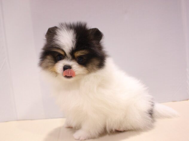 兵庫県のポメラニアン (ペット・プラザ アミーゴつかしん店/2025年9月6日生まれ/女の子/ブラックタンホワイト)の子犬の3枚目の画像