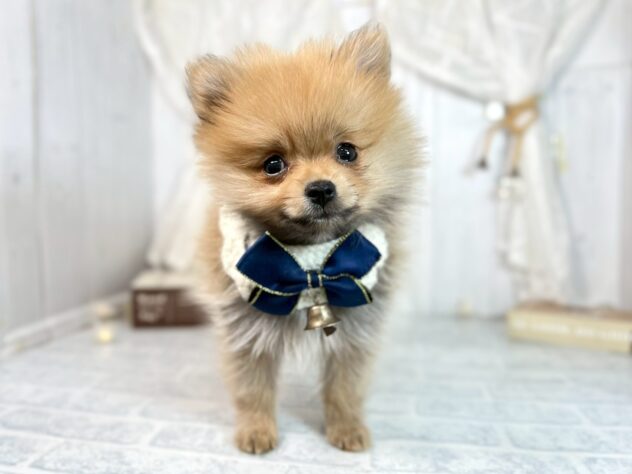 香川県のポメラニアン (ワンキャラット アミーゴ屋島店/2025年9月28日生まれ/女の子/オレンジ)の子犬の2枚目の画像