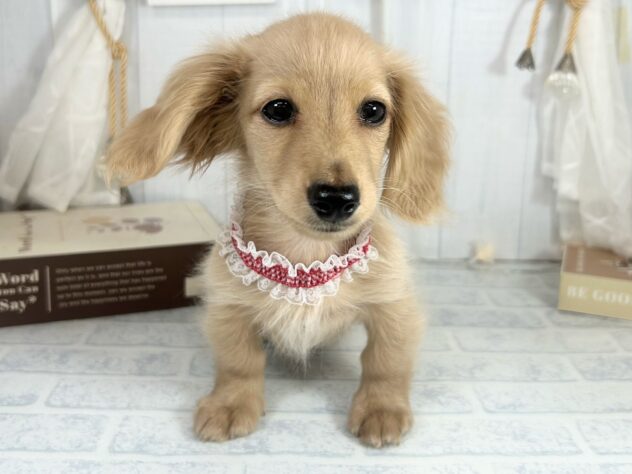 香川県のミニチュアダックスフンド(ロング) (ワンキャラット アミーゴ屋島店/2025年8月20日生まれ/男の子/イエロー)の子犬の1枚目の画像