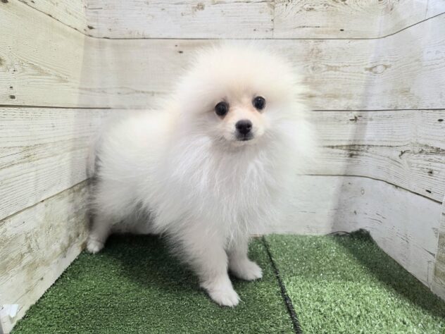 愛媛県のポメラニアン (アミーゴ新居浜店/2025年7月26日生まれ/女の子/クリーム)の子犬の4枚目の画像