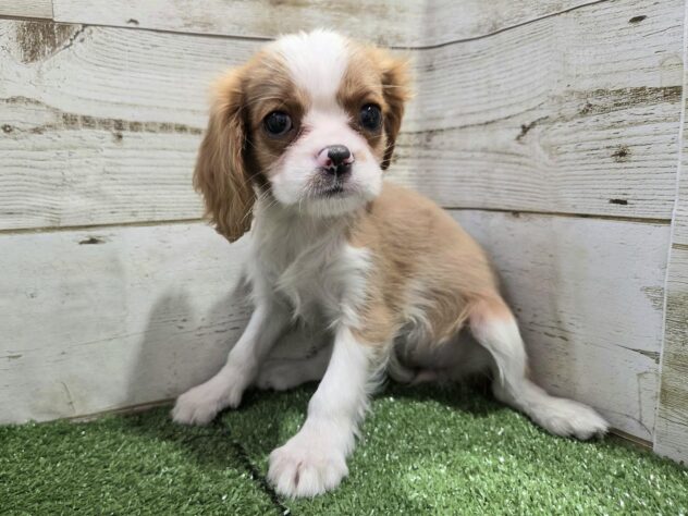 愛媛県のキャバリアキングチャールズスパニエル (アミーゴ新居浜店/2025年8月24日生まれ/女の子/ブレンハイム)の子犬の3枚目の画像