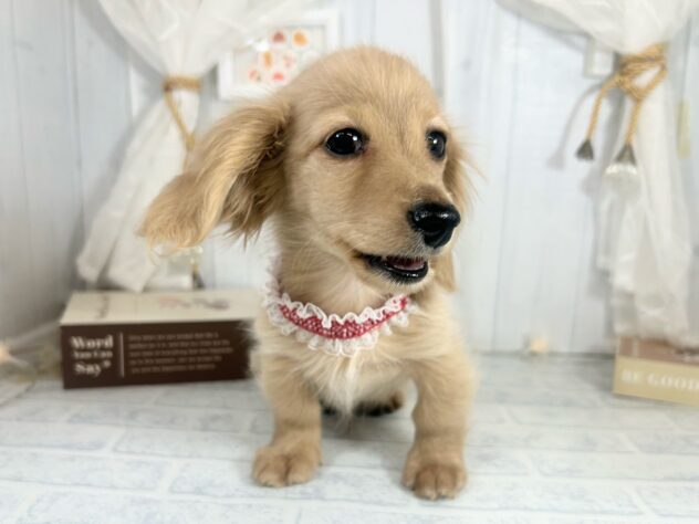 香川県のミニチュアダックスフンド(ロング) (ワンキャラット アミーゴ屋島店/2025年8月20日生まれ/男の子/イエロー)の子犬の2枚目の画像