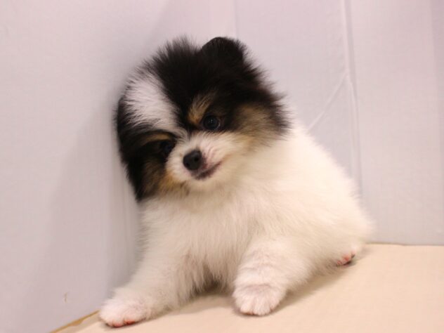 兵庫県のポメラニアン (ペット・プラザ アミーゴつかしん店/2025年9月6日生まれ/女の子/ブラックタンホワイト)の子犬の1枚目の画像