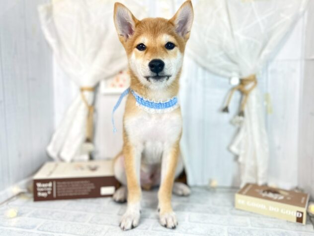 香川県の柴犬(標準サイズ) (ワンキャラット アミーゴ屋島店/2025年7月23日生まれ/男の子/赤)の子犬