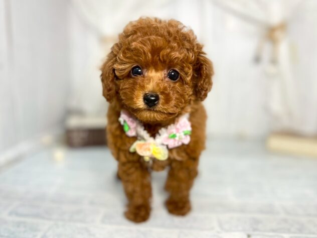 香川県のトイプードル(トイ) (ワンキャラット アミーゴ屋島店/2025年9月17日生まれ/女の子/レッドフォーン)の子犬