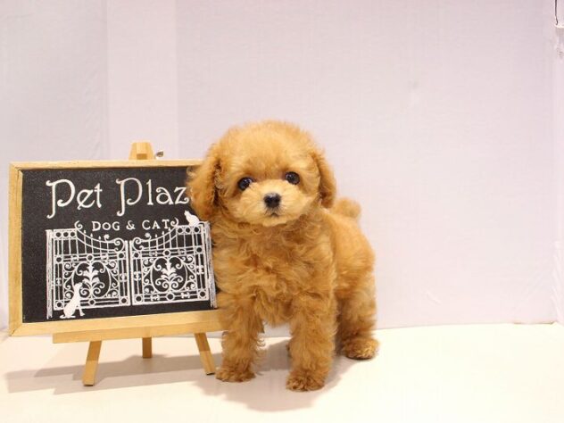 兵庫県のトイプードル(トイ) (ペット・プラザ アミーゴつかしん店/2025年9月5日生まれ/男の子/オレンジフォーン)の子犬の2枚目の画像