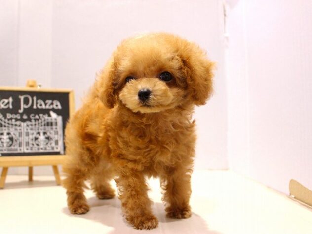 兵庫県のトイプードル(トイ) (ペット・プラザ アミーゴつかしん店/2025年9月5日生まれ/男の子/オレンジフォーン)の子犬の1枚目の画像