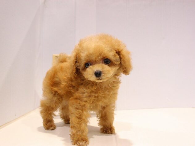 兵庫県のトイプードル(トイ) (ペット・プラザ アミーゴつかしん店/2025年9月5日生まれ/男の子/オレンジフォーン)の子犬の3枚目の画像