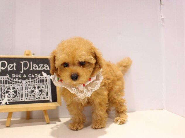 兵庫県のトイプードル(トイ) (ペット・プラザ アミーゴつかしん店/2025年9月8日生まれ/女の子/オレンジフォーン)の子犬の2枚目の画像