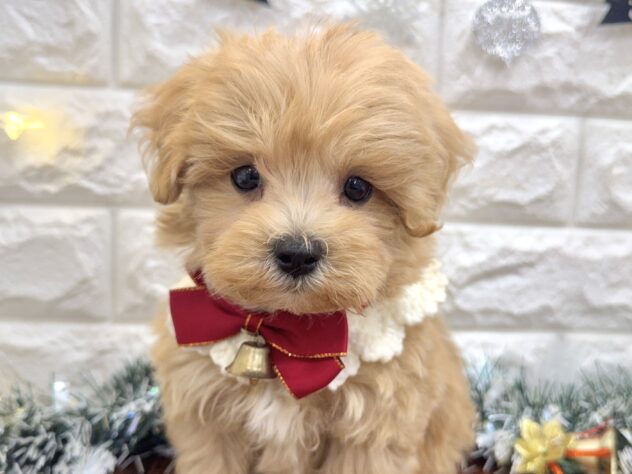 兵庫県のハーフ犬・ミックス犬 (ワンキャラット アミーゴ姫路飾磨店/2025年9月23日生まれ/男の子/クリーム)の子犬の1枚目の画像