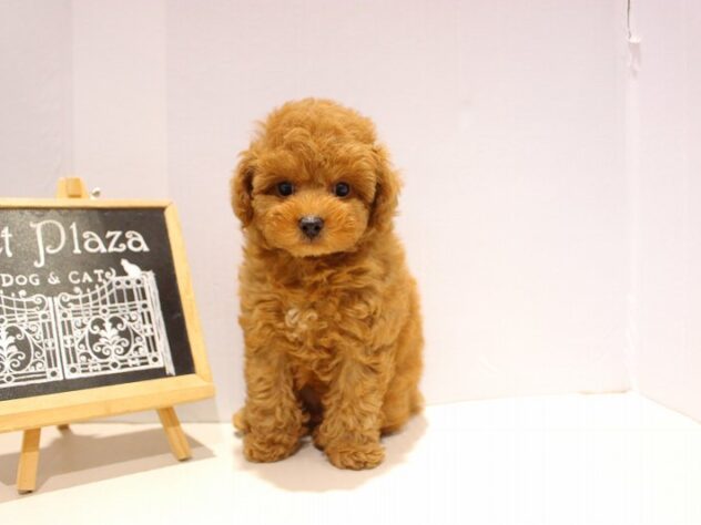 兵庫県のトイプードル(トイ) (ペット・プラザ アミーゴつかしん店/2025年9月14日生まれ/男の子/レッドフォーン)の子犬の2枚目の画像