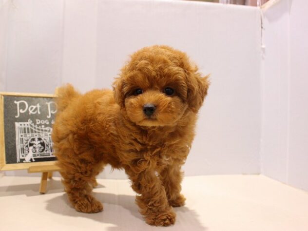 兵庫県のトイプードル(トイ) (ペット・プラザ アミーゴつかしん店/2025年9月14日生まれ/男の子/レッドフォーン)の子犬の1枚目の画像